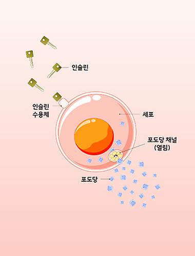 대사 건강과 인슐린