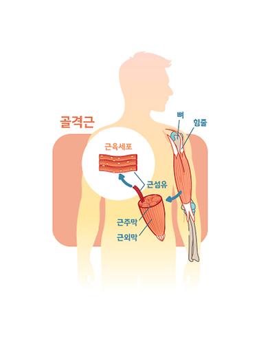 근육세포는 인슐린의 도움 없이도 포도당을 흡수할 수 있다고?